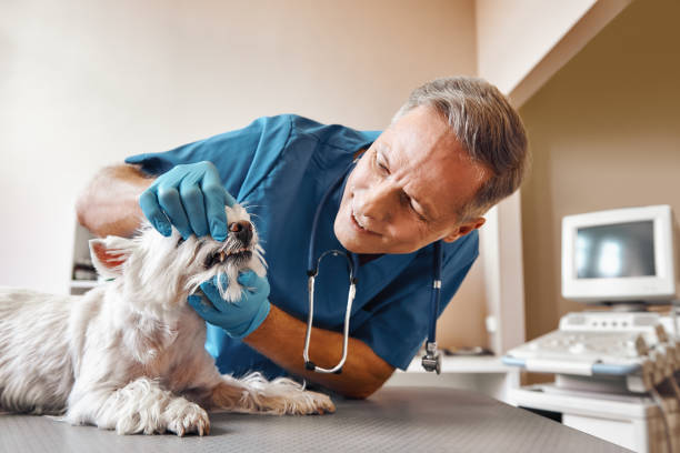 Best Emergency Dental Care for Broken or Chipped Teeth in Taylor, PA